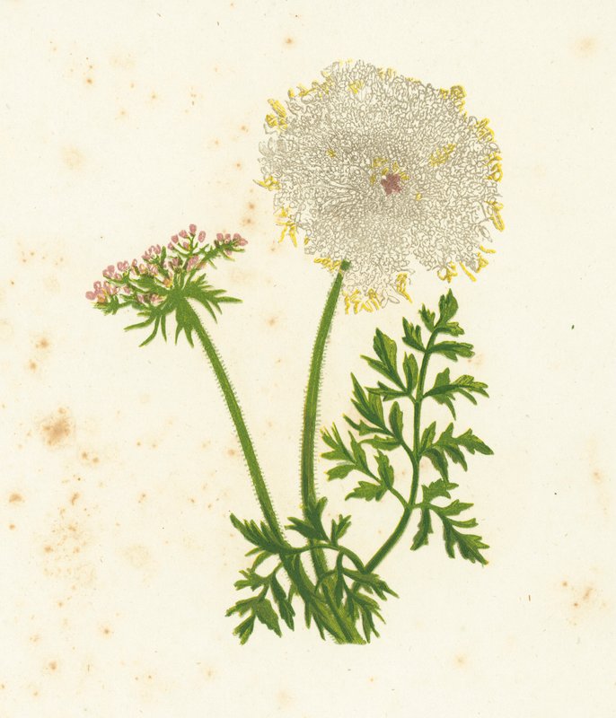 Dzika Marchewka, Daucus Carota autorstwa English School