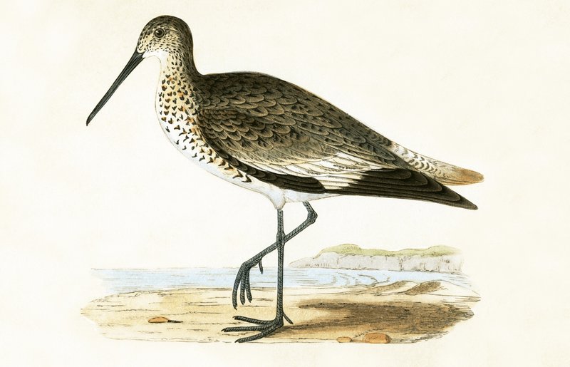 Willet, ilustracja z „Historii ptaków Europy nieobserwowanej na wyspach brytyjskich” Charlesa Roberta Bree (1811-86), opublikowana w 1867 r. autorstwa English School