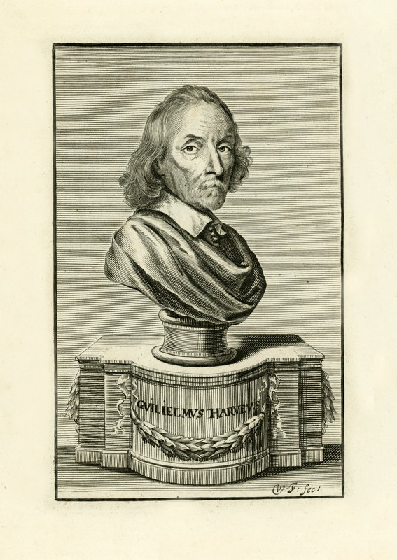 William Harvey autorstwa English School