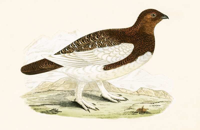 Willow Grouse, ilustracja z „Historii ptaków Europy nieobserwowanych na wyspach brytyjskich” Charlesa Roberta Bree (1811-86), opublikowana w 1867 (kolor lito) autorstwa English School