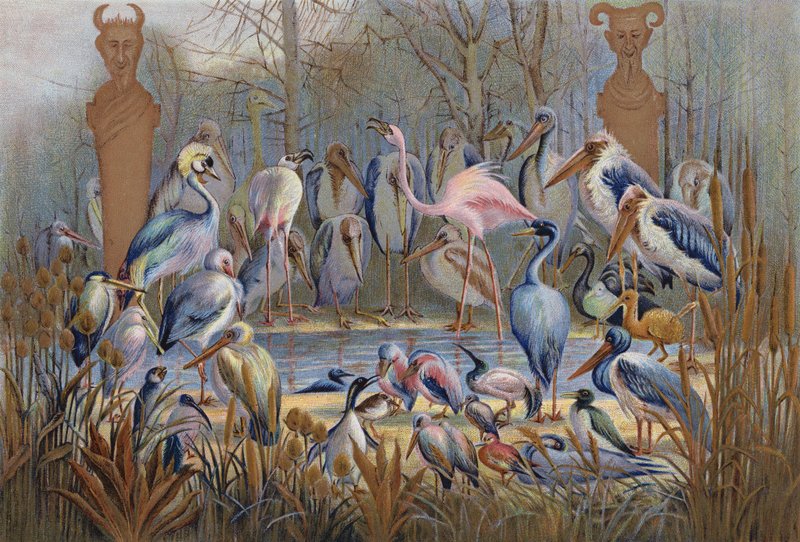 Mądry czy inaczej, badanie życia ptaków (chromolitho) autorstwa English School