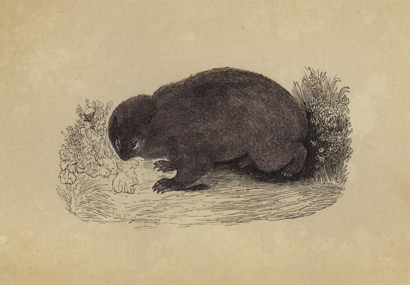 Wombat (kolorowa litografia) autorstwa English School