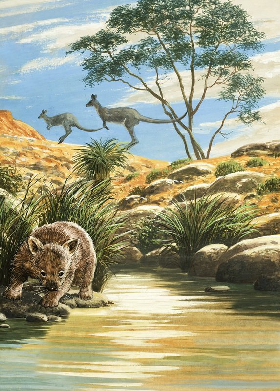 Wombat i kangury autorstwa English School