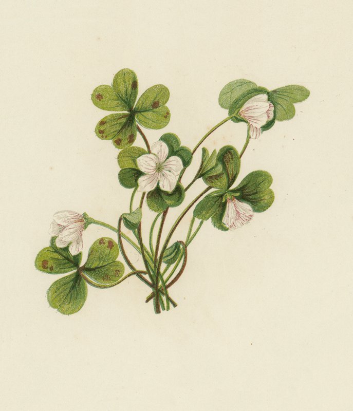 Szczaw zajęczy, Oxalis Acetosella (kolor lito) autorstwa English School
