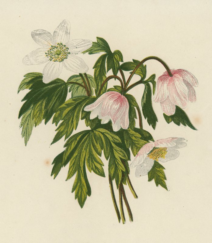 Zawilec gajowy, Anemone nemorosa (kolorowa litografia) autorstwa English School