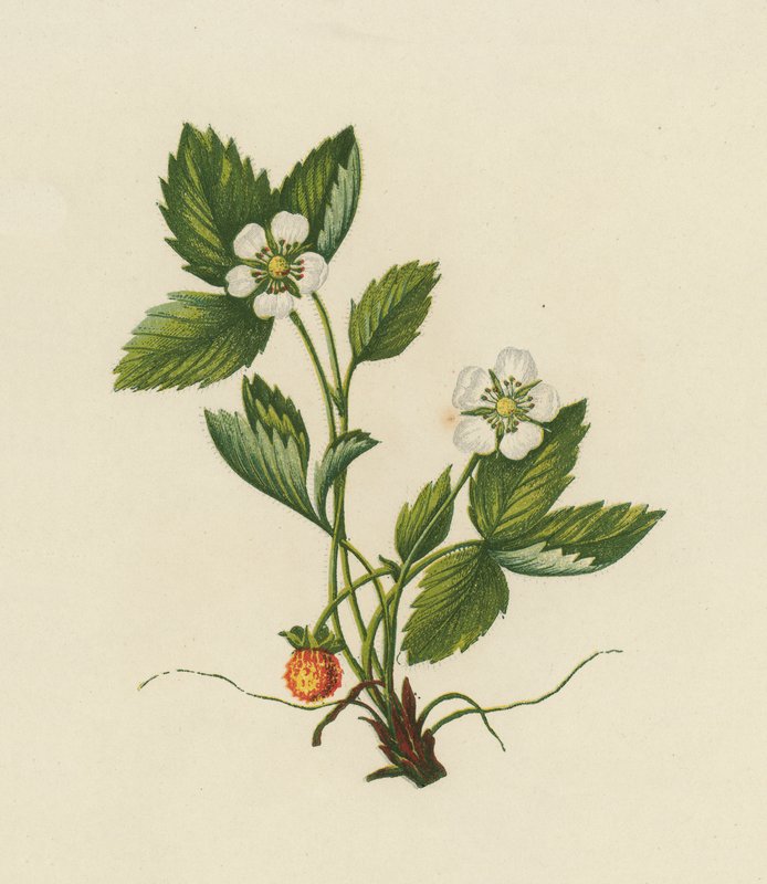 Wood Strawberry, Fragaria Vesca (kolor lito) autorstwa English School