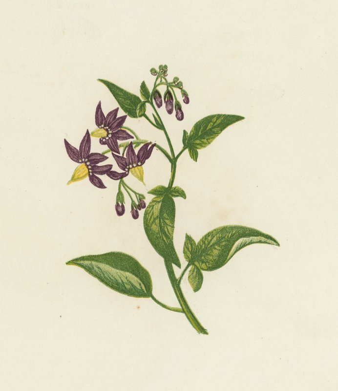 Woody Nightshade lub Bitter Sweet, Solanum Dulcamara (kolor lito) autorstwa English School