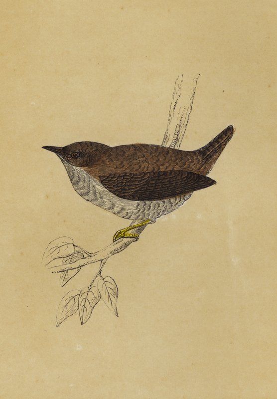 Wren (kolorowa litografia) autorstwa English School