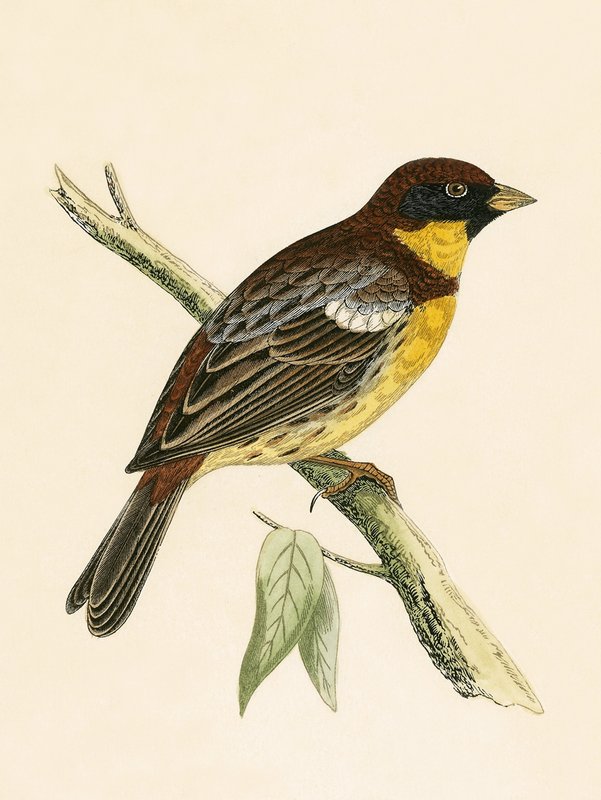Trznadel żółtopiersiowy, ilustracja z „Historii ptaków Europy nieobserwowanej na wyspach brytyjskich” Charlesa Roberta Bree (1811-86), opublikowana w 1867 r. autorstwa English School
