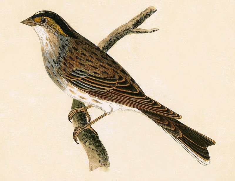 Trznadel żółtobrewy, ilustracja z „Historii ptaków Europy nieobserwowanej na wyspach brytyjskich” Charlesa Roberta Bree (1811-86), opublikowana w 1867 r. autorstwa English School