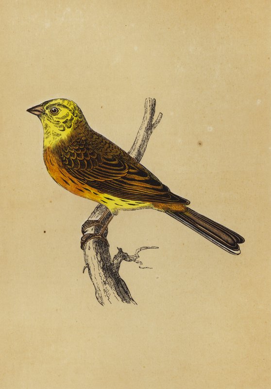 Yellow Bunting (kolorowa litografia) autorstwa English School
