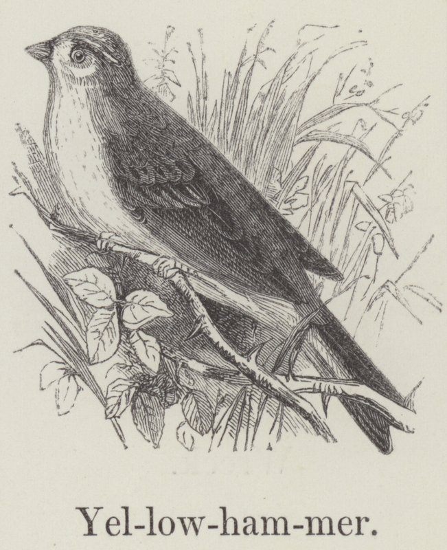 Yellowhammer (grawerowanie) autorstwa English School