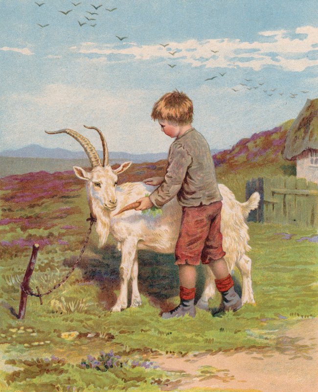 Młody chłopiec karmiący marchewką kozę na farmie (chromolitho) autorstwa English School