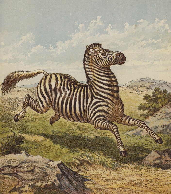 Zebra (druk kolorowy) autorstwa English School