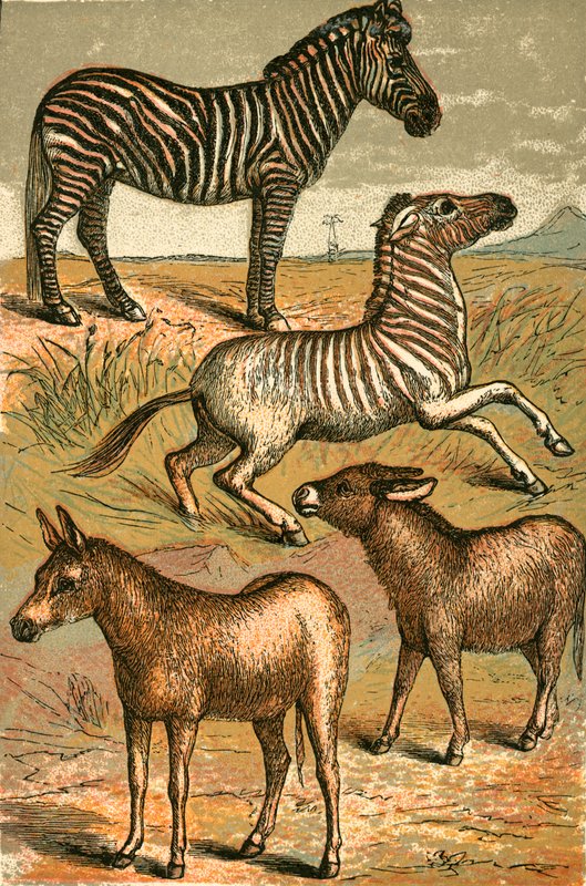 Zebra, dziki osioł, kwagga i zwykły osioł autorstwa English School
