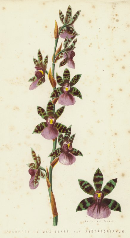 Zygopetalum Maxillare, Var Andersonianum autorstwa English School