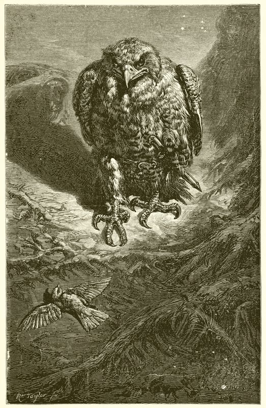 Jastrząb i słowik autorstwa Ernest Henry Griset