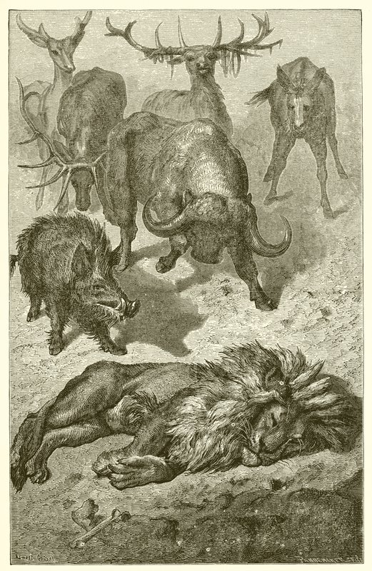 Stary Lew autorstwa Ernest Henry Griset