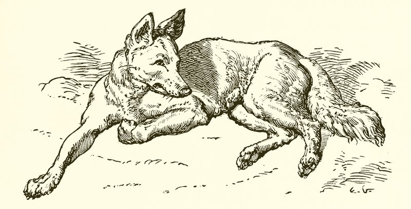 Wilk w owczej skórze autorstwa Ernest Henry Griset