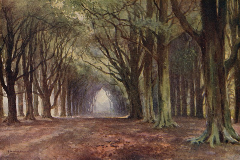 The Beech Avenue, Thoresby (kolor lito) autorstwa Ernest William Haslehust