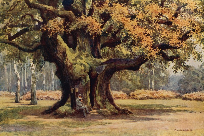 The Major Oak, Thoresby Park (kolor lito) autorstwa Ernest William Haslehust