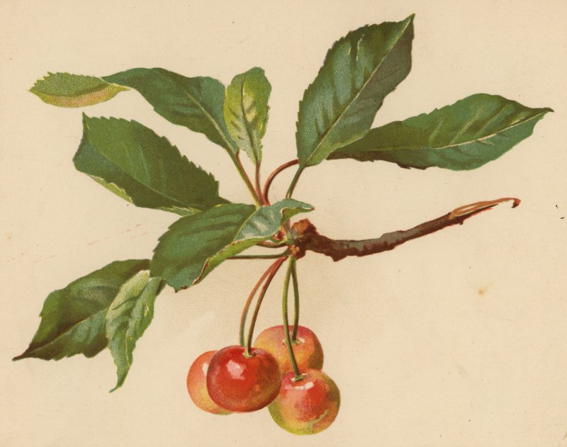 Wiśnie (chromolitho) autorstwa Ethel C. Nisbet