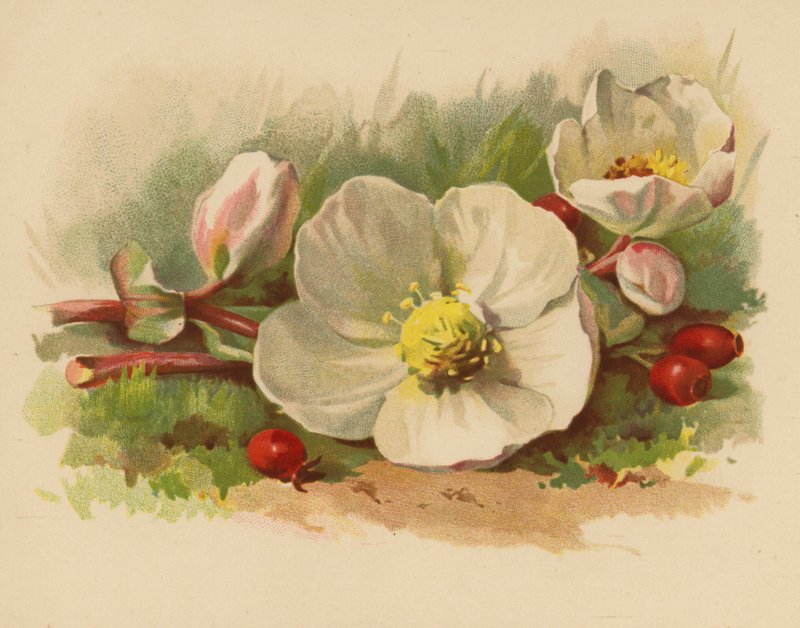 Róża bożonarodzeniowa i jagody (chromolitho) autorstwa Ethel C. Nisbet