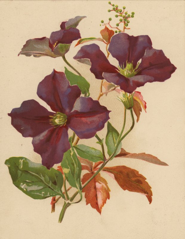 Clematis i Virginia Creeper (chromolitho) autorstwa Ethel C. Nisbet