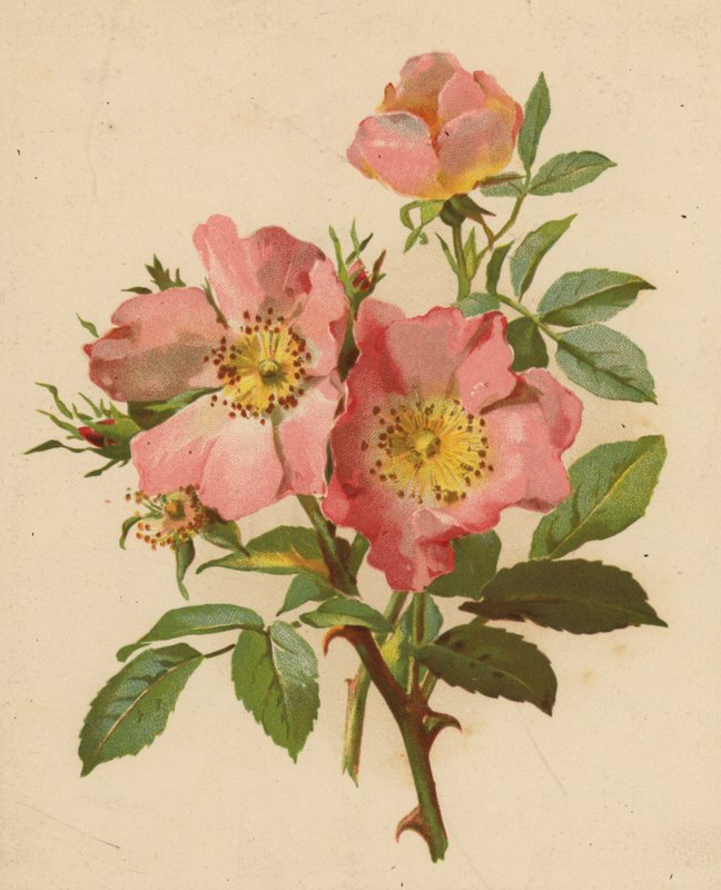 Psie Róże (chromolitho) autorstwa Ethel C. Nisbet