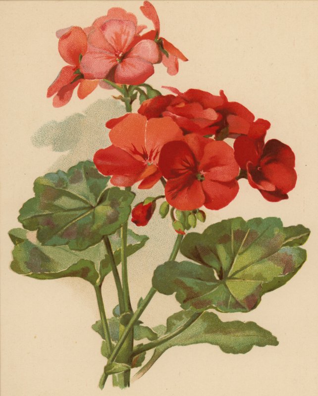 Geranium (chromolitho) autorstwa Ethel C. Nisbet