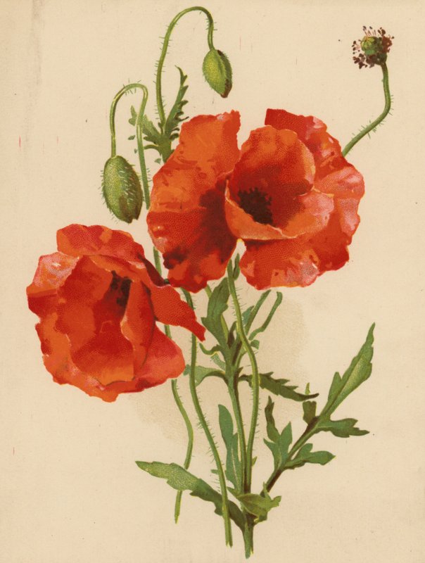 Maki (chromolitho) autorstwa Ethel C. Nisbet