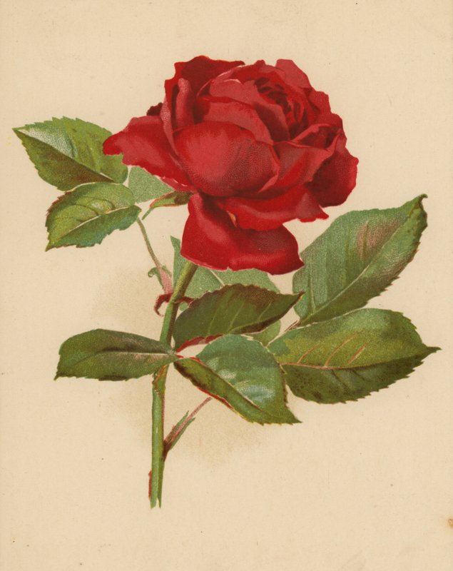 Czerwona Róża Ogrodowa (chromolitho) autorstwa Ethel C. Nisbet