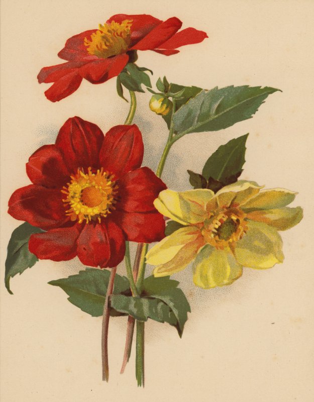 Pojedyncze dalie (chromolitho) autorstwa Ethel C. Nisbet