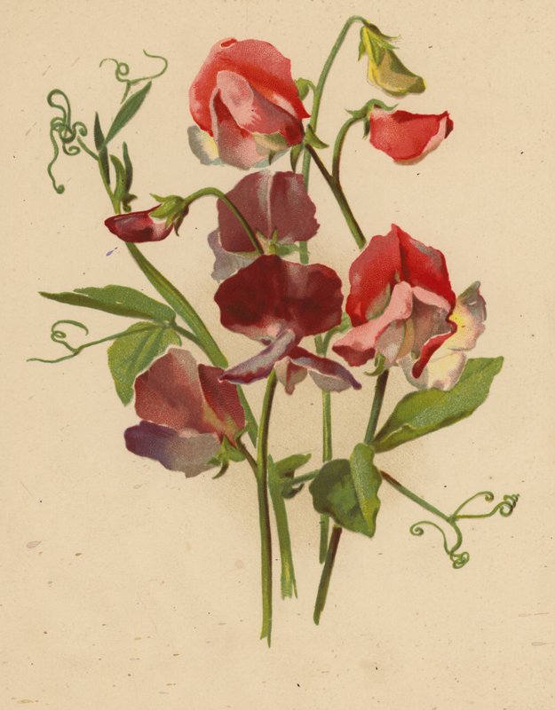 Słodki Groszek (chromolitho) autorstwa Ethel C. Nisbet