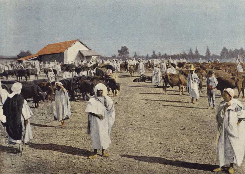 Targi Bydła w Sidi-Bel-Abbes autorstwa European Photographer