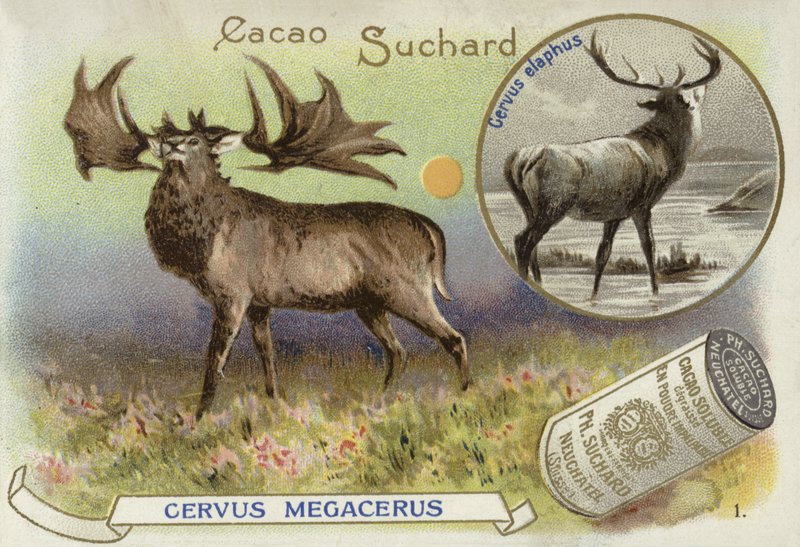 Megaloceros i jeleń szlachetny autorstwa European School