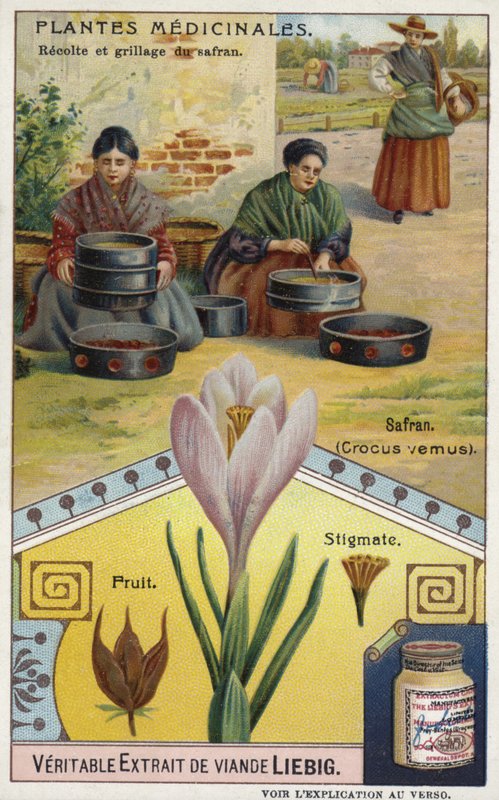 Szafran: zbiór i pieczenie znamion krokusów autorstwa European School