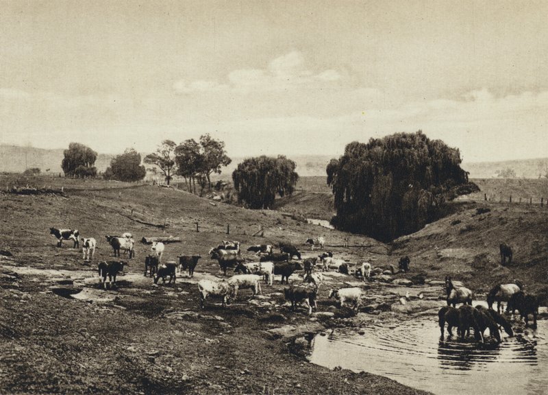 Australia, Bydło, Queensland (zdjęcie czarno-białe) autorstwa European Photographer