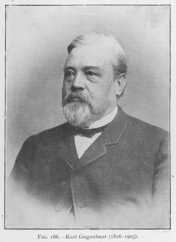 Karl Gegenbaur (1626-1903), portret (zdjęcie czarno-białe) autorstwa European Photographer