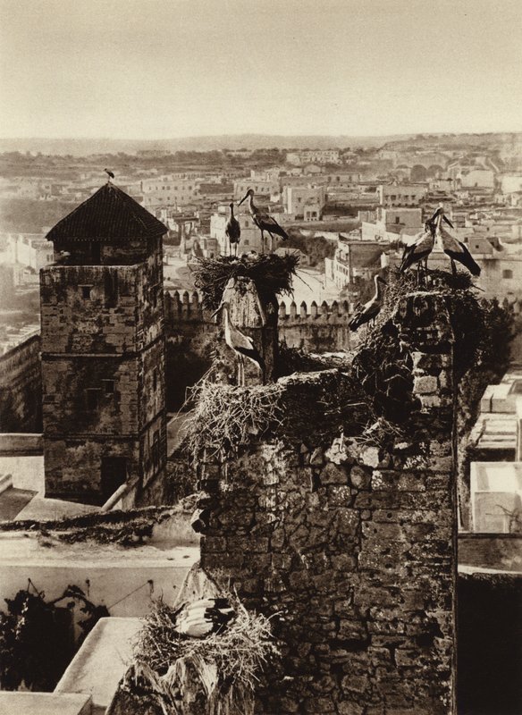 Rabat, Bociany w Kasbah Oudaya (zdjęcie czarno-białe) autorstwa European Photographer