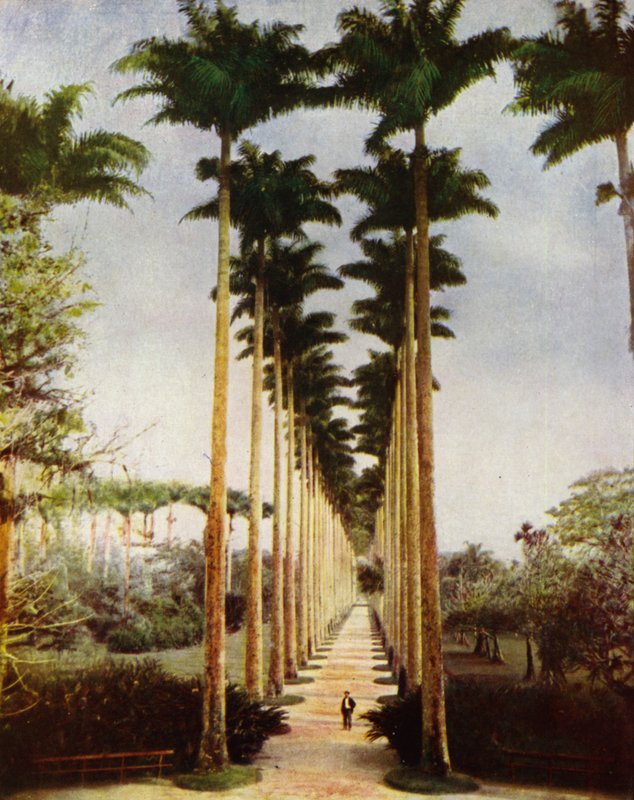 Rio de Janeiro, słynna aleja palmowa (zdjęcie) autorstwa European Photographer