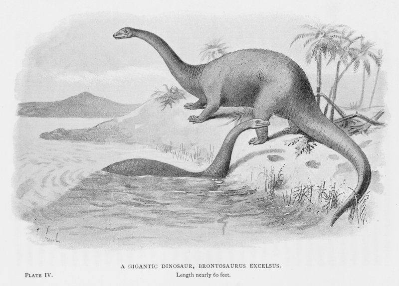 Gigantyczny dinozaur, Brontosaurus Excelsus (lito) autorstwa European School
