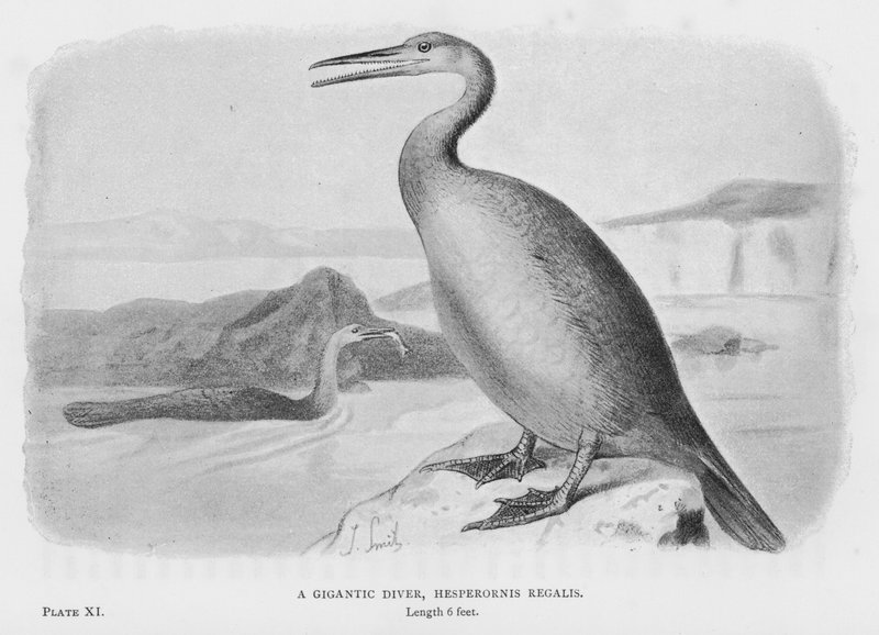 Gigantyczny nurek, Hesperornis Regalis (zdjęcie) autorstwa European School