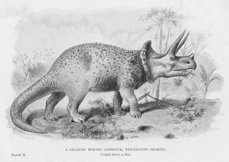 Gigantyczny Rogate Dinozaur, Triceratops Prorsus (lito) autorstwa European School