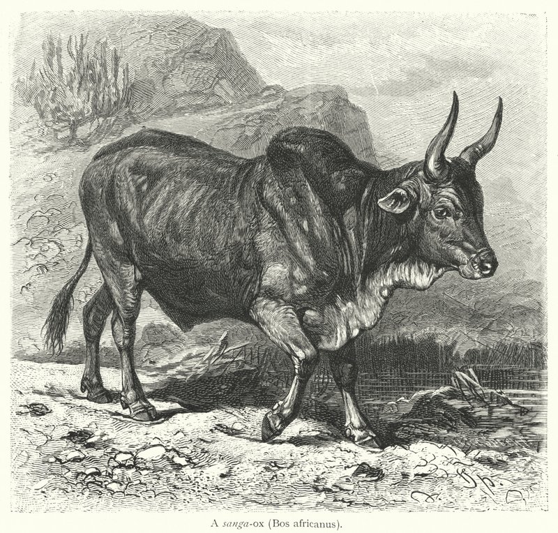 Sanga-ox, Bos africanus (rycina) autorstwa European School