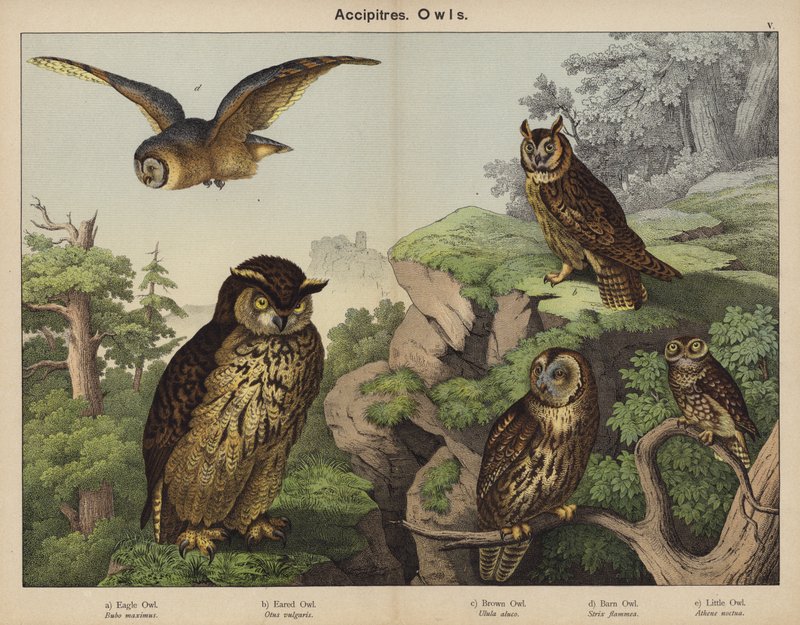 Accipitres, sowy (litografia kolorowa) autorstwa European School