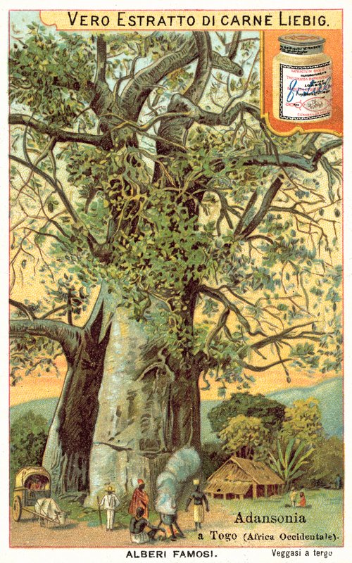 Drzewo Adansonia w Togo (chromolitho) autorstwa European School