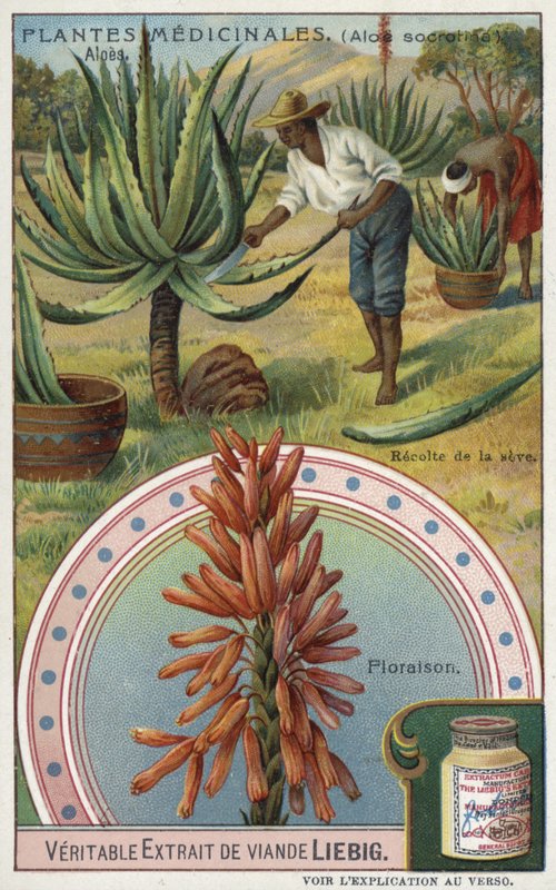 Aloes: zbieranie soku autorstwa European School