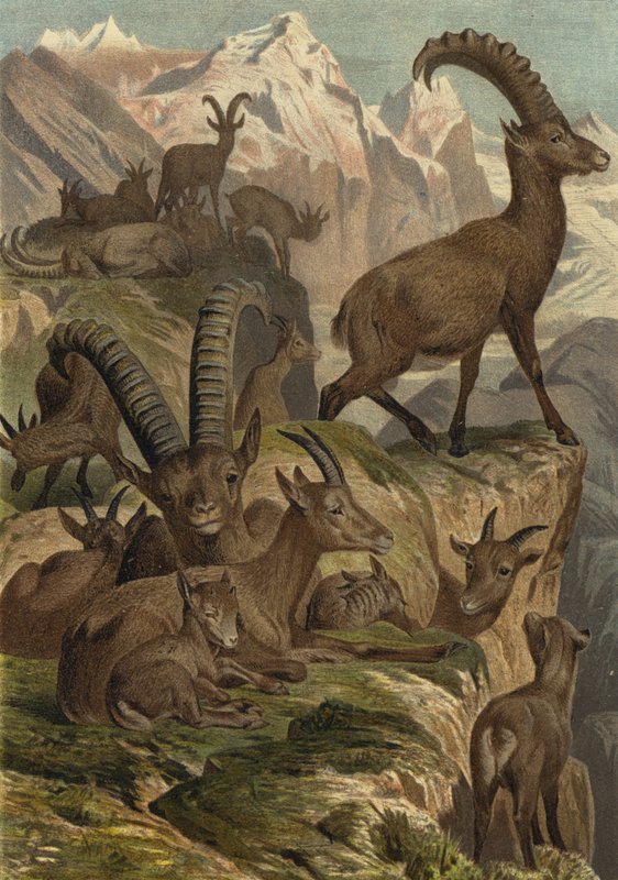 Alpensteinbock autorstwa European School