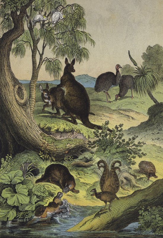 Zwierzęta i rośliny australijskiego interioru (kolor lito) autorstwa European School